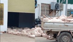 <b>品平安违法屡禁不止存正在三沉诱因：监管存正</b>